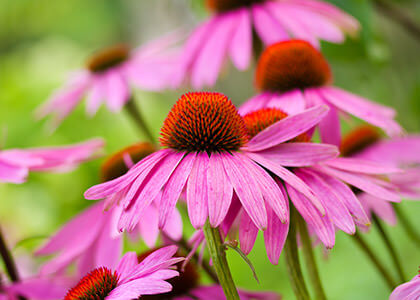 Echinacea Purpurea